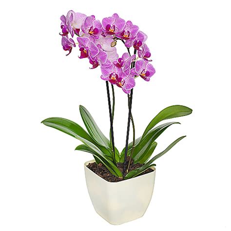 buy potted orchids online.